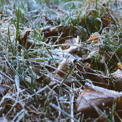 frost on the grass