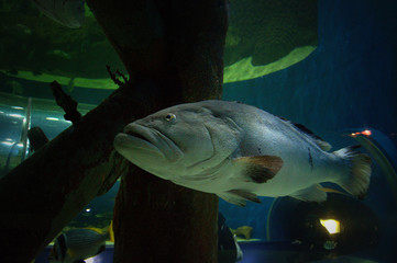 tropical fish in an aquarium