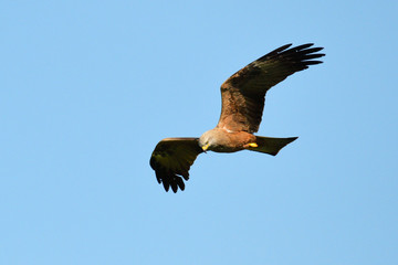 Schwarzmilan bei der Jagd