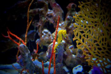 Sea horse in coral reef