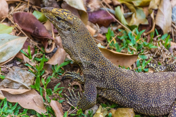 Asian Water Monitor Lizard in Singapore Botanic Garden