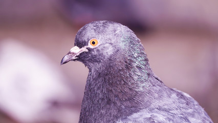 Pigeons in the winter on ice Kiev Ukraine