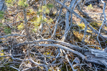 Dried tree in a Swedish forest. Photo of scandinavian nature. Structure of plant branches.