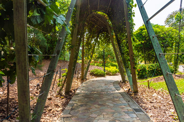 plant corridor in Singapore botanic gardens