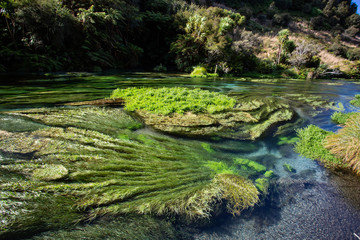 Blue Spring Putaruru, New Zealand