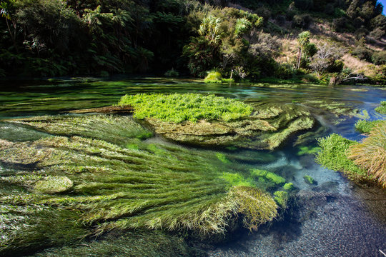 Blue Spring Putaruru, New Zealand