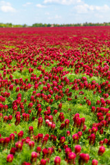 Obraz premium Field of flowering red crimson clovers in spring time, Czech republic