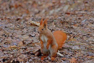 Squirrel in the park

