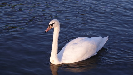 Swan