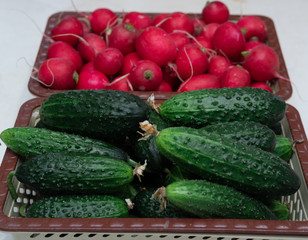Lots of green cucumbers and red fresh radishes, spring vegetables, vegetables on the table, cucumbers and radishes