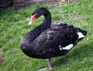 Black Swan