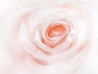 Close up of rose flower for background