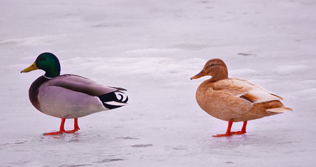 Ducks in the winter on ice Kiev Ukraine