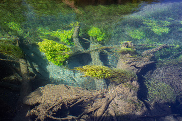 Obraz premium Blue Spring Putaruru, New Zealand