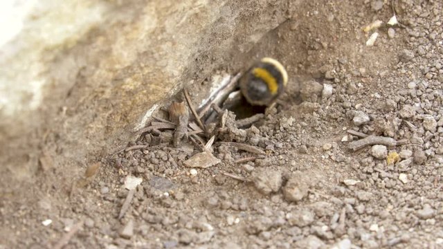 bumblebees nest site under ground  Buff-tailed  (Bombus terrestris)