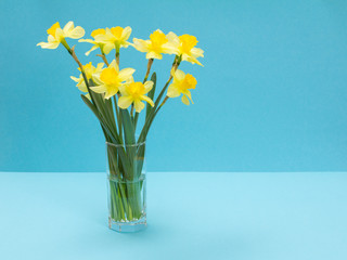 Fototapeta na wymiar Bouquet of yellow daffodils in vase on a blue background.