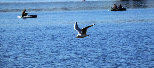 Gull