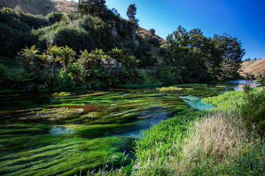 Blue Spring Putaruru, New Zealand
