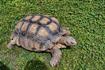 African spurred tortoise (Centrochelys sulcata) in Safari Park.