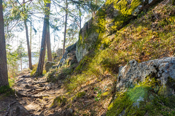 The trail in the spring. Photo of scandinavian nature. Swedish forest.