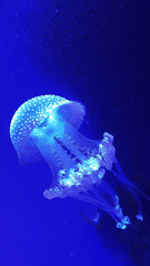 Jellyfish