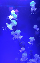 Obraz na płótnie Canvas Jellyfish