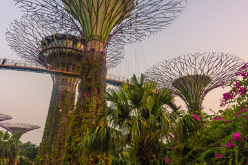 Fototapeta premium SINGAPORE, 3 OCTOBER 2019: The Supertrees of Gardens by the bay