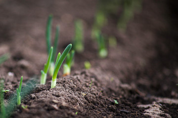 Young onion sprouts are growing from the soil with sunlight.