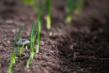 Young onion sprouts are growing from the soil with sunlight.