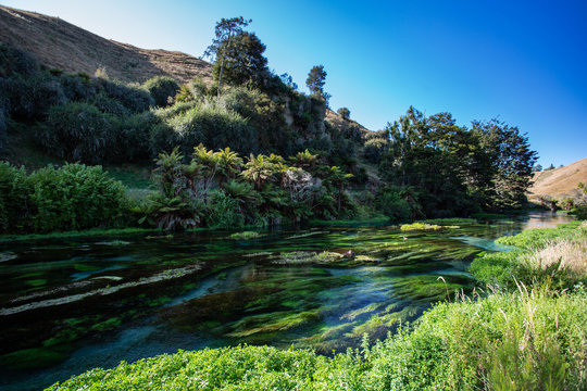 Blue Spring Putaruru, New Zealand