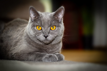 British shorthair cat lying on a carpet.