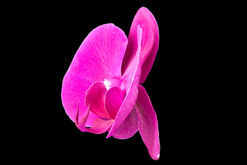 Extreme close up of violet phalaenopsis or Moth orchid from isolated on black