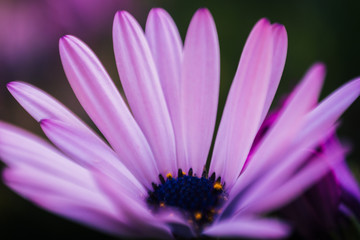 Pink daisy in bloom in the spring. Detail of the petals of a violet flower.