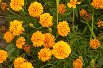 Marigold flowers in Ukraine during cloudy day. August 2019