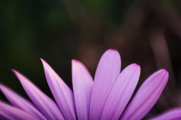 Fototapeta premium Detail of the petals of a violet daisy. Spring flower with copy space.