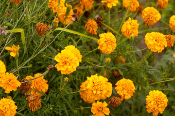 Beautiful French Marigold flower. August 2019