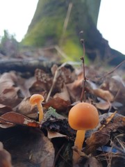 mushrooms in the forest
