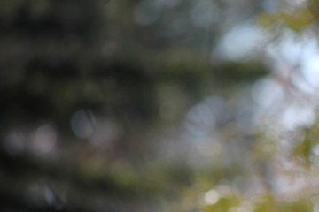 Blurred bokeh background of forest vegetation. Blurry, natural.