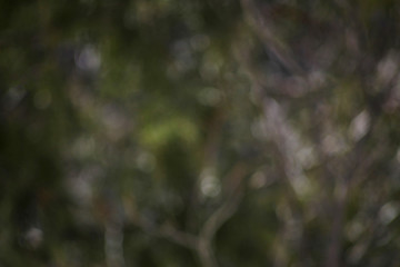 Blurred bokeh background of forest vegetation. Blurry, natural.
