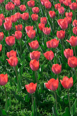 Beautiful red tulips swaying in the wind