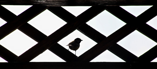 silhouette of a small bird in the window with bars