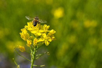 Close up shot of the bee collecting the nectar and pollen from the broccoli plant on a day in the spring season. Honeybee is an insect that works hard.