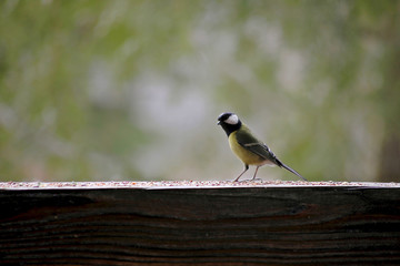 Obraz na płótnie Canvas bird tit in a feeder with grain on a blurry background 