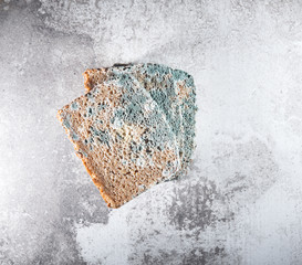 Slice of moldy bread, rotten and uneatable. Studio shot