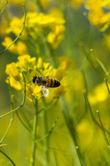 Close up shot of the bee collecting the nectar and pollen from the broccoli plant on a day in the spring season. Honeybee is an insect that works hard.
