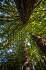 Fototapeta premium Redwood forest in Hamurana Springs, Rotorua New Zealand