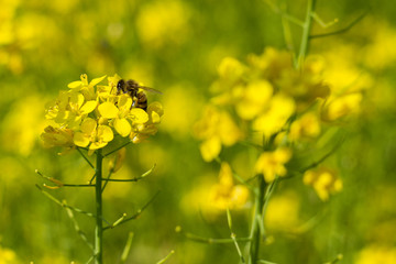 Close up shot of the bee collecting the nectar and pollen from the broccoli plant on a day in the spring season. Honeybee is an insect that works hard.