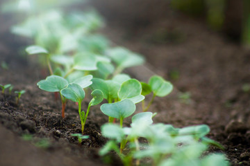 Young radish sprouts are growing from the soil with sunlight.