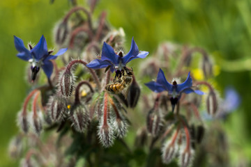 Close up shot of the bee collecting the nectar and pollen from the borage plant on a day in the spring season. Honeybee is an insect that works hard.