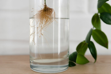 The plant with roots is in glass jar, vase . On a white background.Beautiful green branch of an exotic plant stands in a clean transparent vase filled with water against a white brick wall